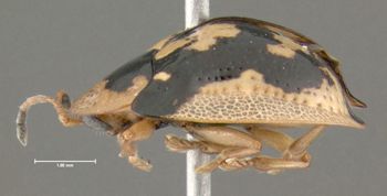 Media type: image;   Entomology 613110 Aspect: habitus lateral view